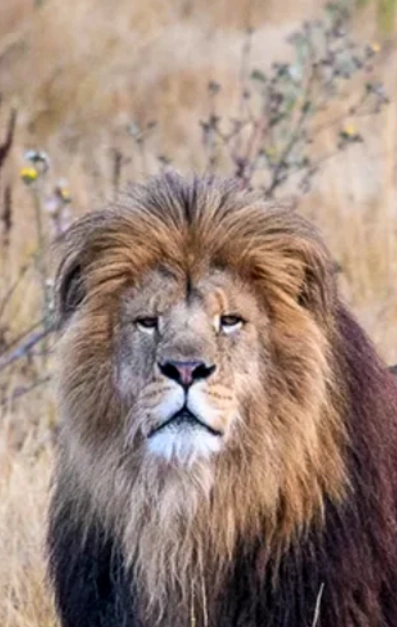 Un lion dans environnement naturel.