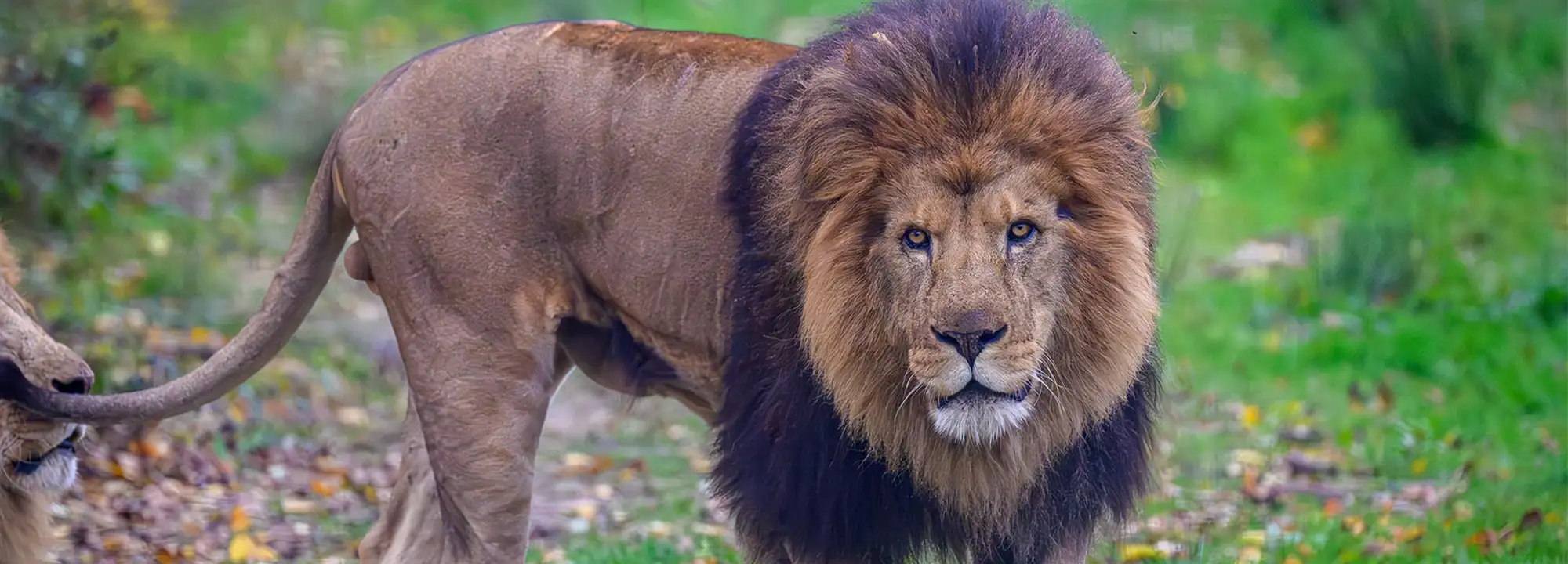 Lion d’Afrique de l’Est
