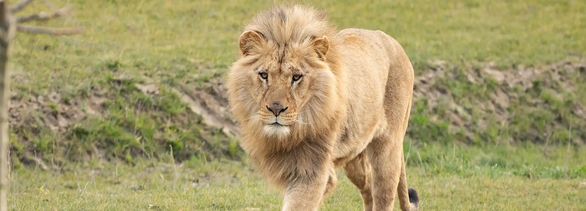 Lion d’Angola