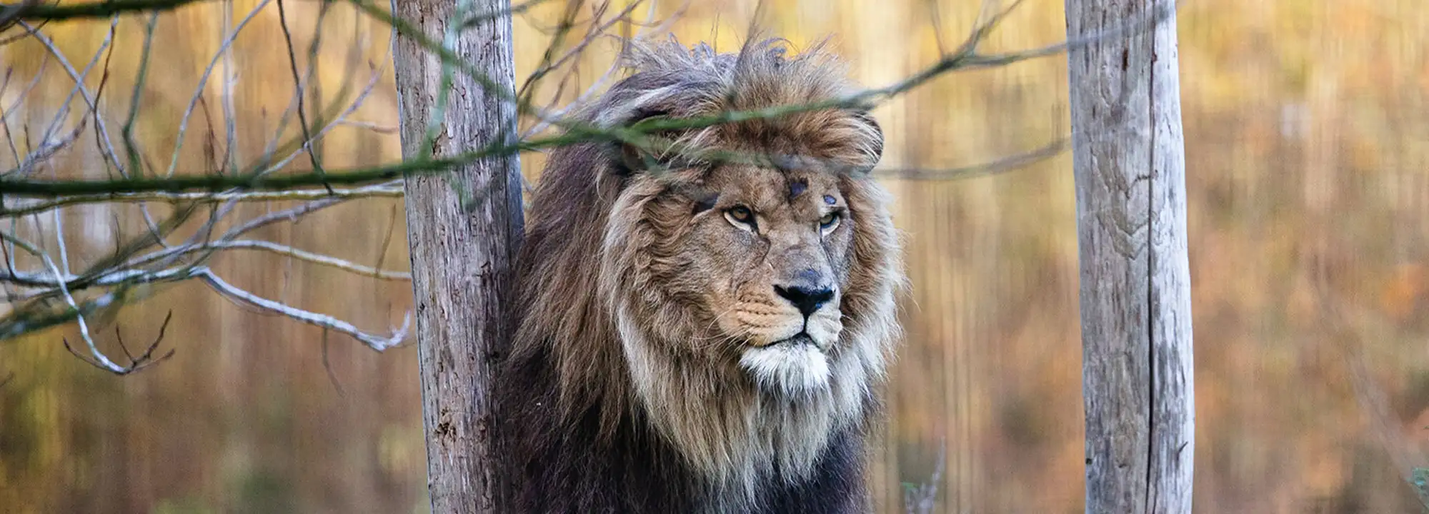 Lion de l’Atlas