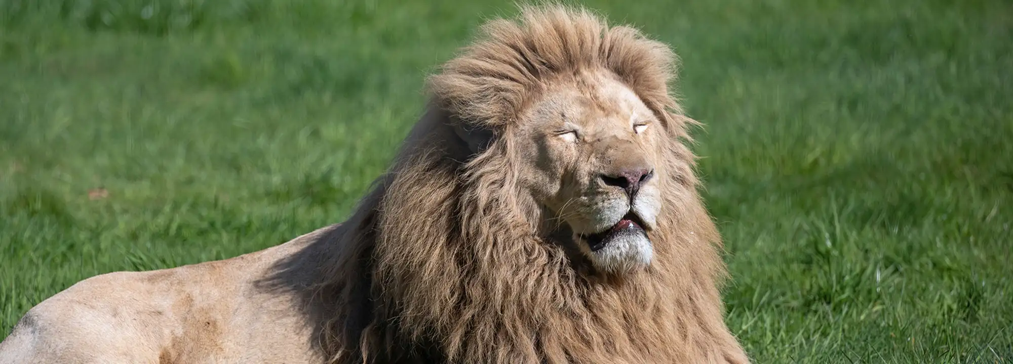 Lion blanc