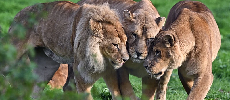 Trois lions réunis dans l’herbe