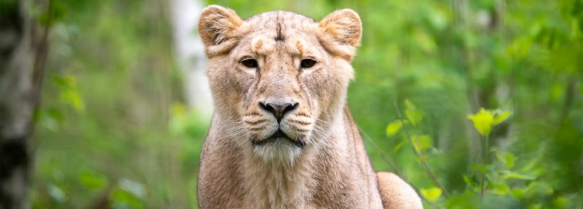 Asian Lion