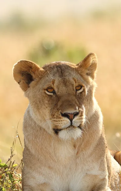 Une lionne dans la nature.