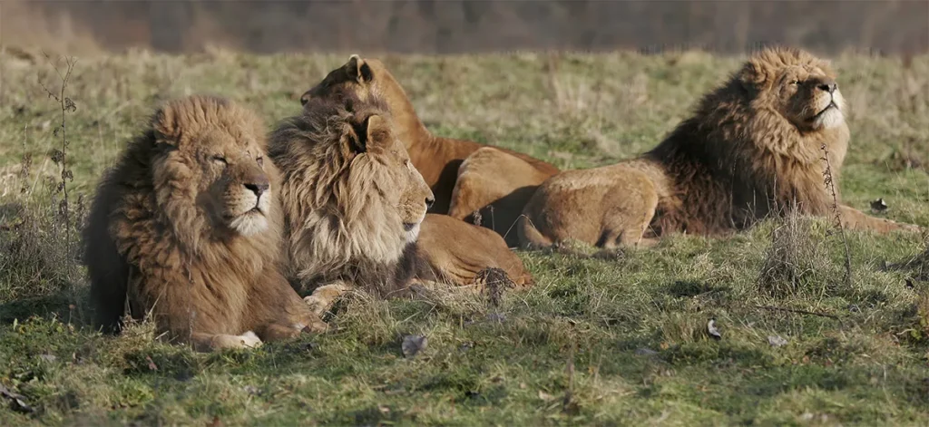 Plusieurs lions se reposent dans une grande zone herbeuse.