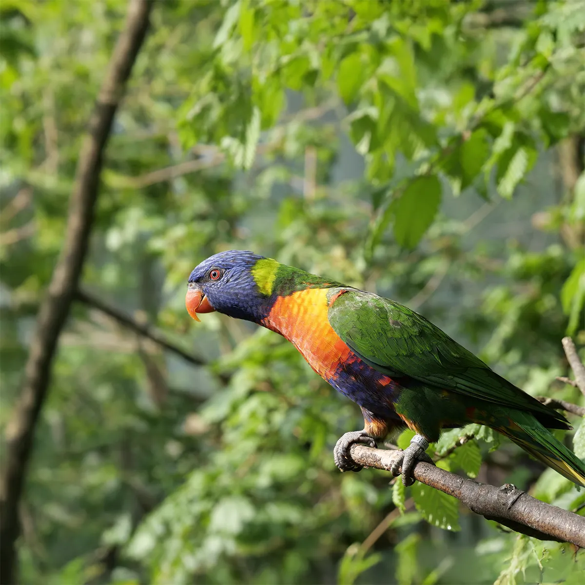 Rainbow Lorikeet
