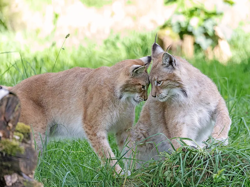 Deux lynx se touchent le front dans l’herbe, au cœur d’un environnement naturel.