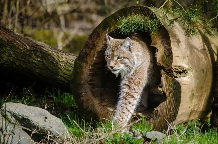 Lynx sortant d’un tronc creux dans un espace naturel.