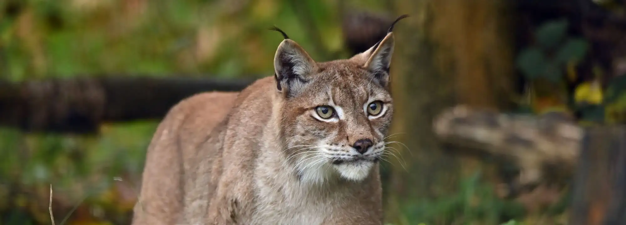 Eurasian Lynx