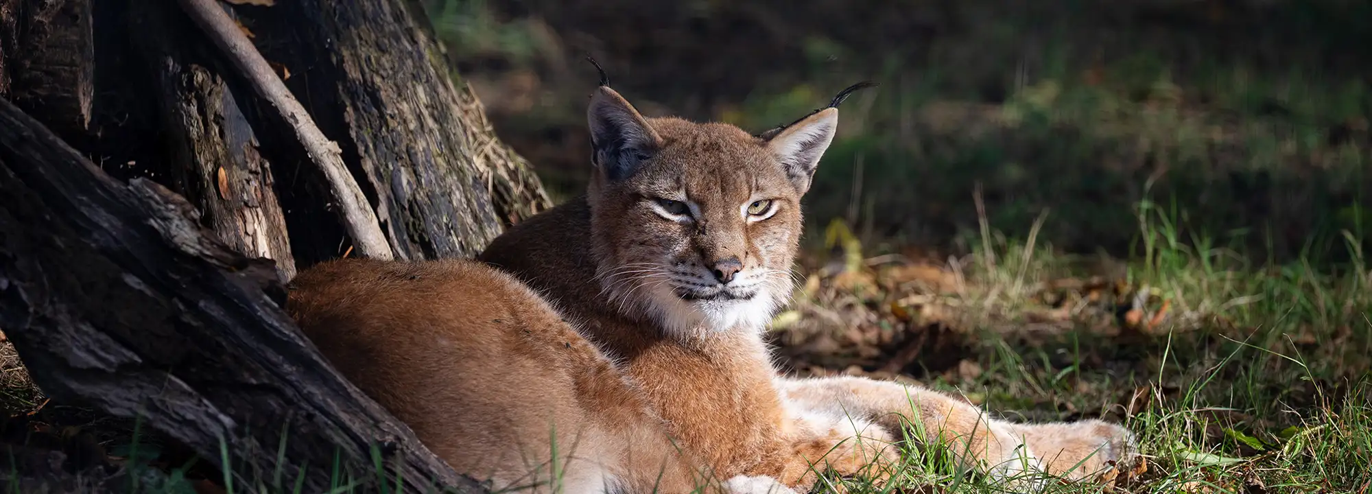 Lynx de Sibérie