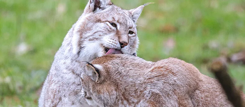 Deux lynx d’Europe se toilettant dans l’herbe