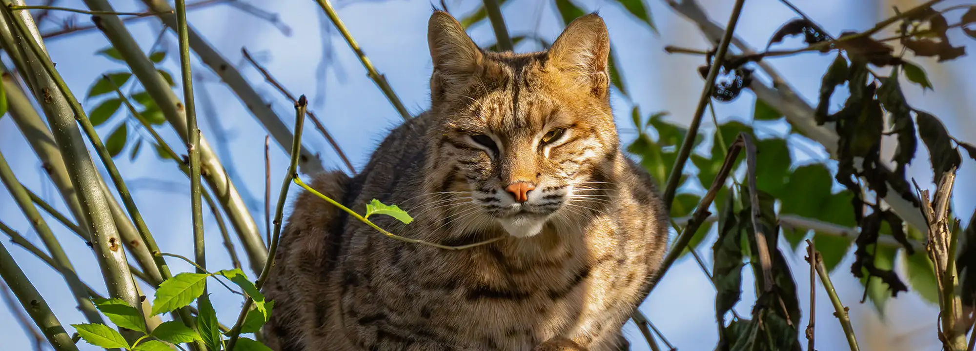 Lynx roux