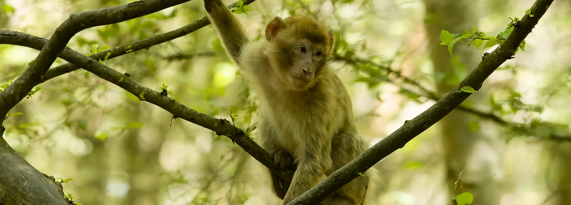 Barbary Macaque