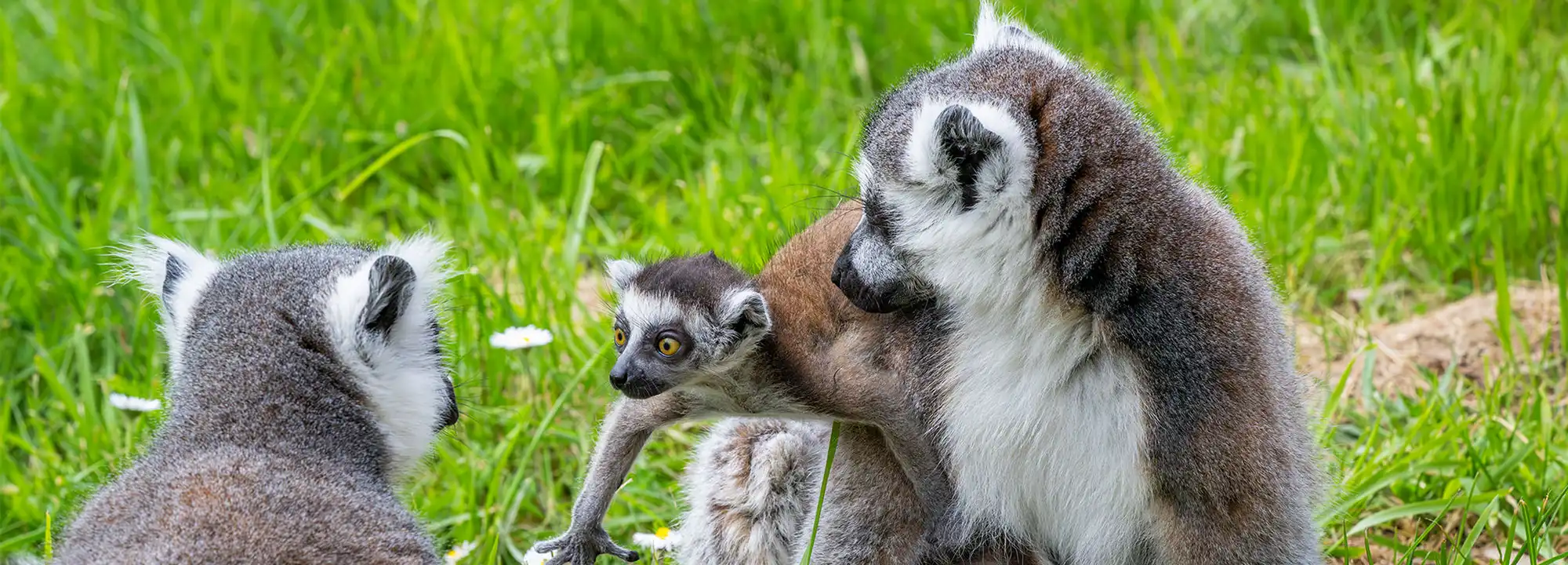 Ring-tailed lemur