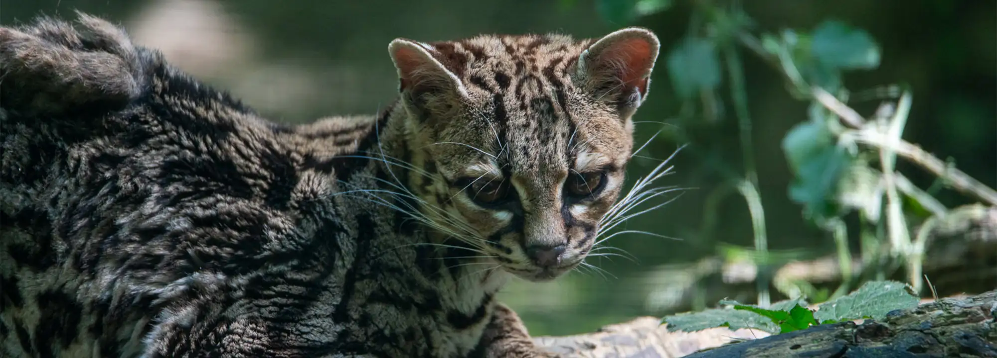 Margay