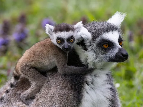 New baby lemurs