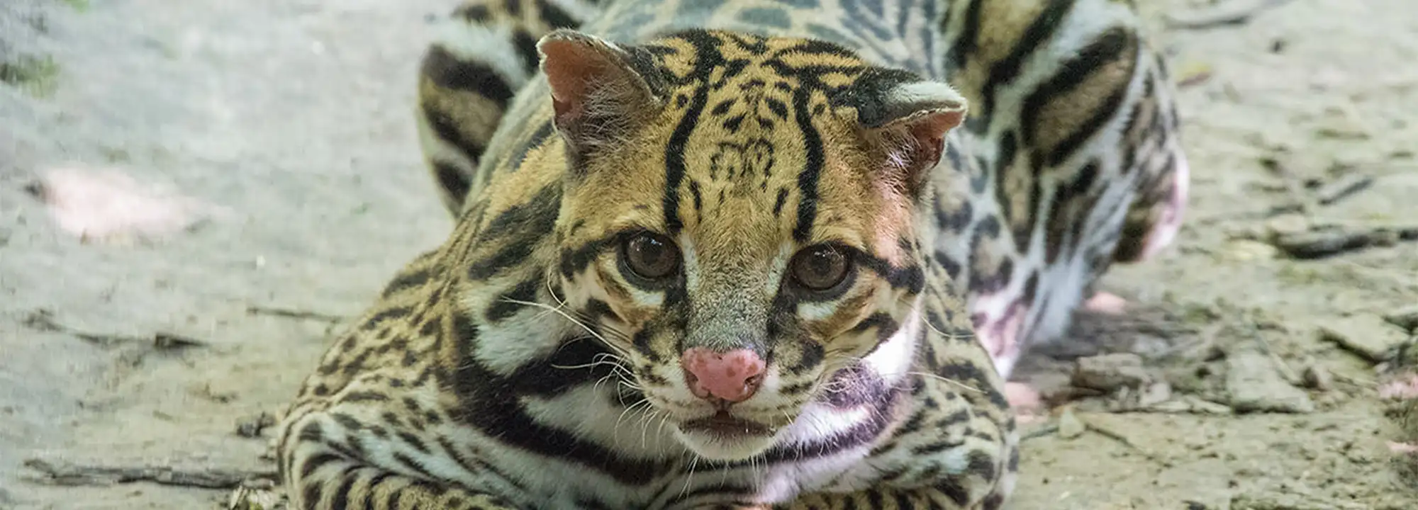 Ocelot