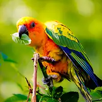 Ara coloré perché sur une branche dans la végétation.