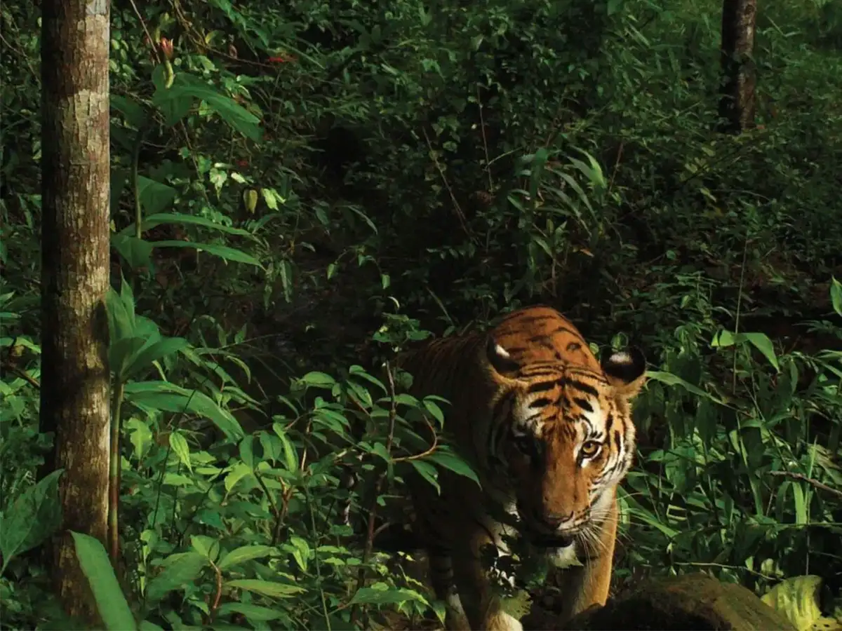 A tiger advances through dense vegetation.
