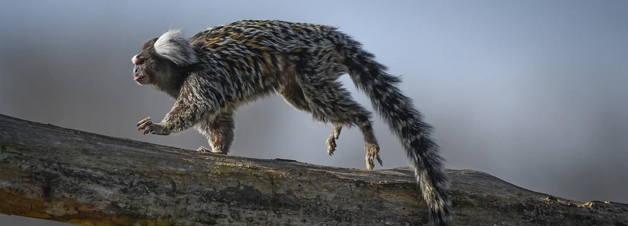 Common Marmoset