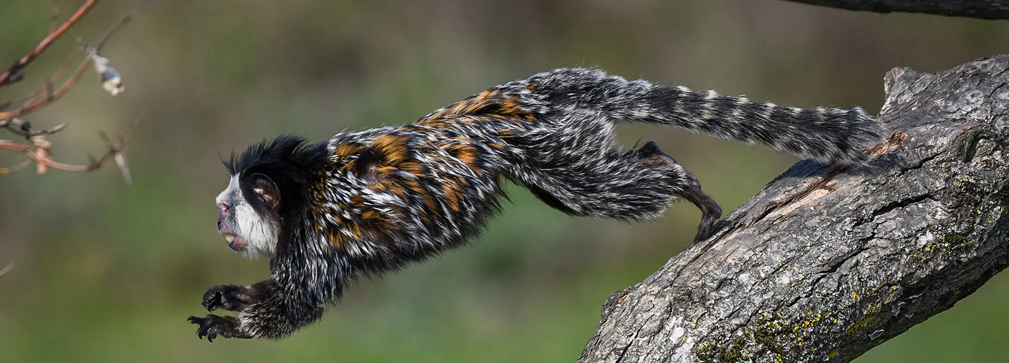 Geoffroy's Marmoset