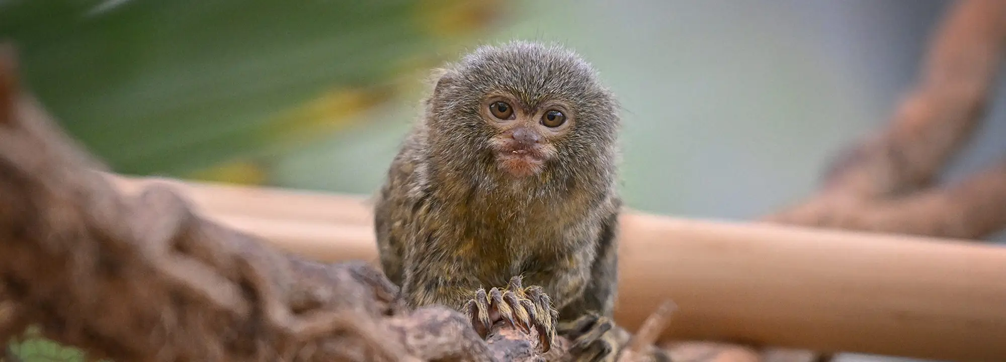 Pygmy Marmoset