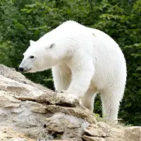 Ours polaire marchant sur des rochers.