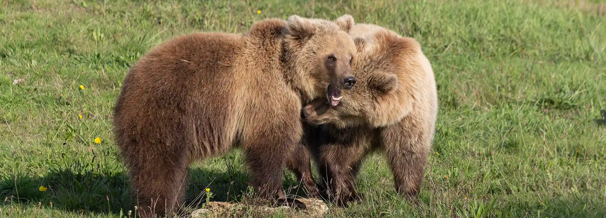 Brown bear