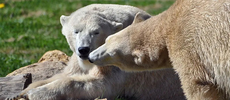 Deux ours polaires se reposant dans l’herbe