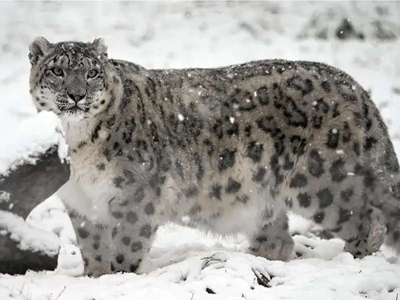 Une panthère des neiges marche dans la neige, entourée d’un décor hivernal.