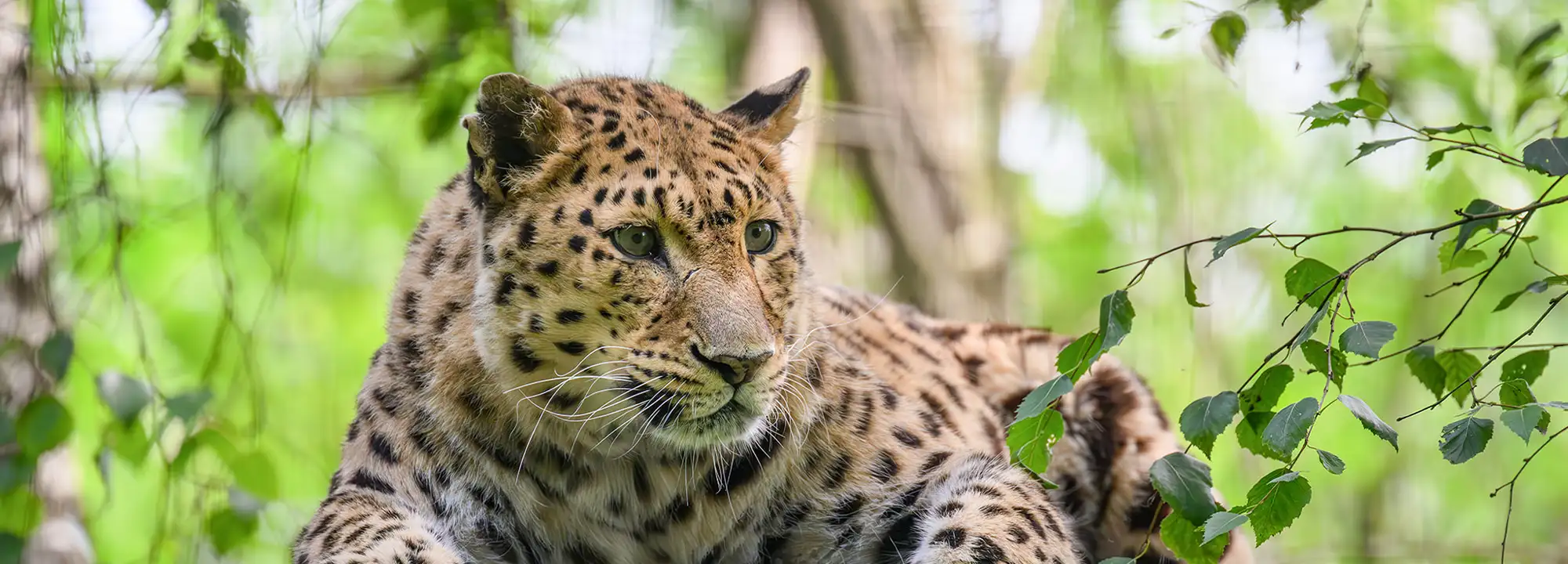 Amur Leopard