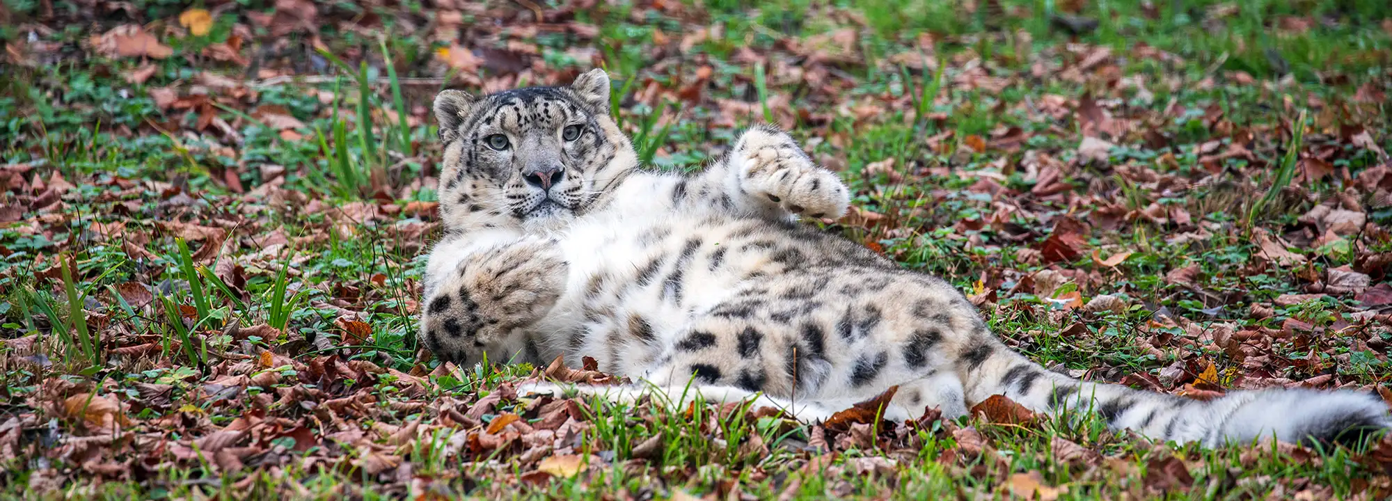 Snow Leopard