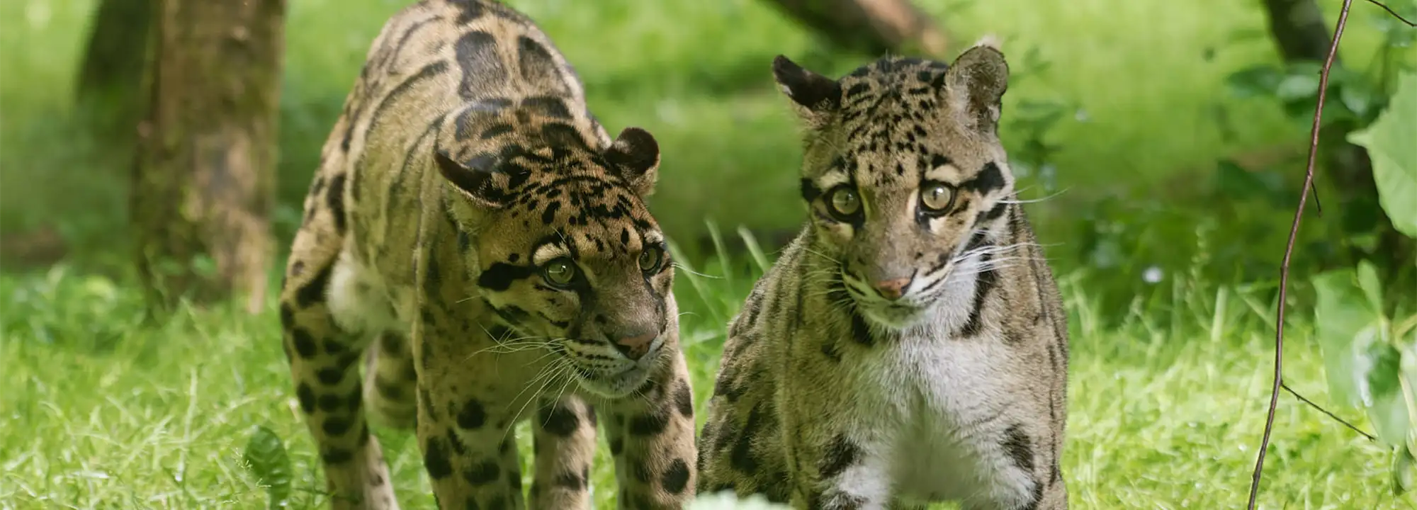 Clouded Leopard