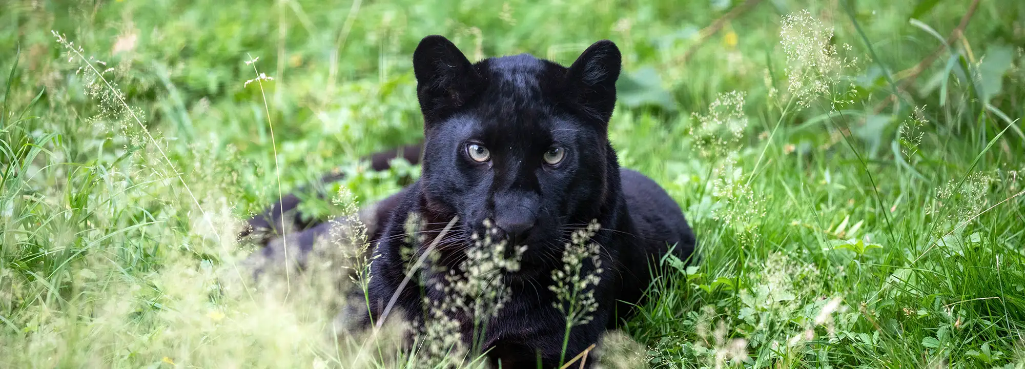 Panthère noire