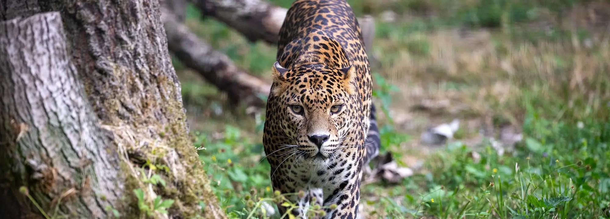 Sri Lankan Leopard