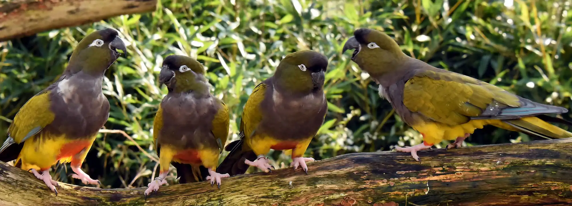 Patagonian Parakeet