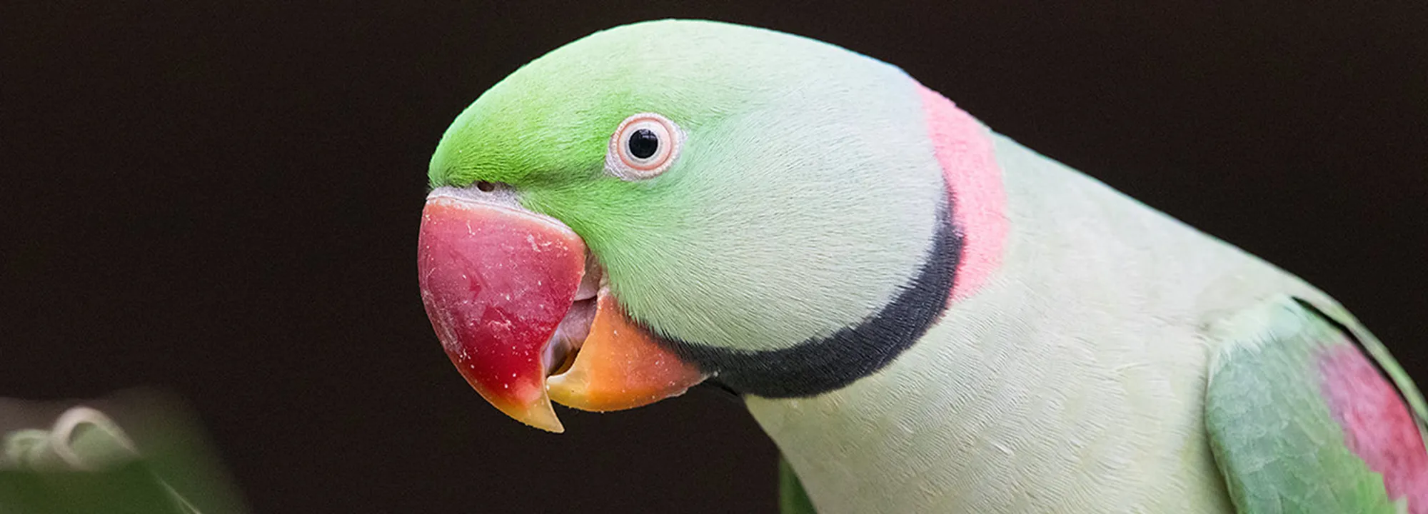 Large Parakeet Alexander