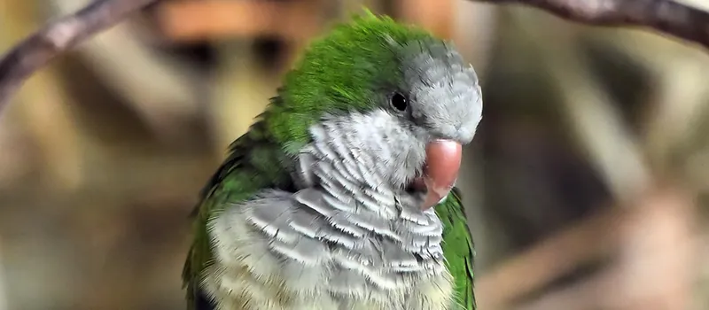 Monk Parakeet