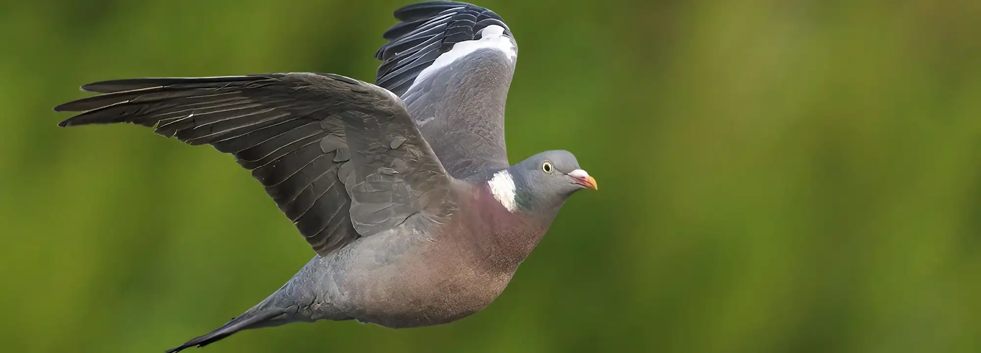 Pigeon