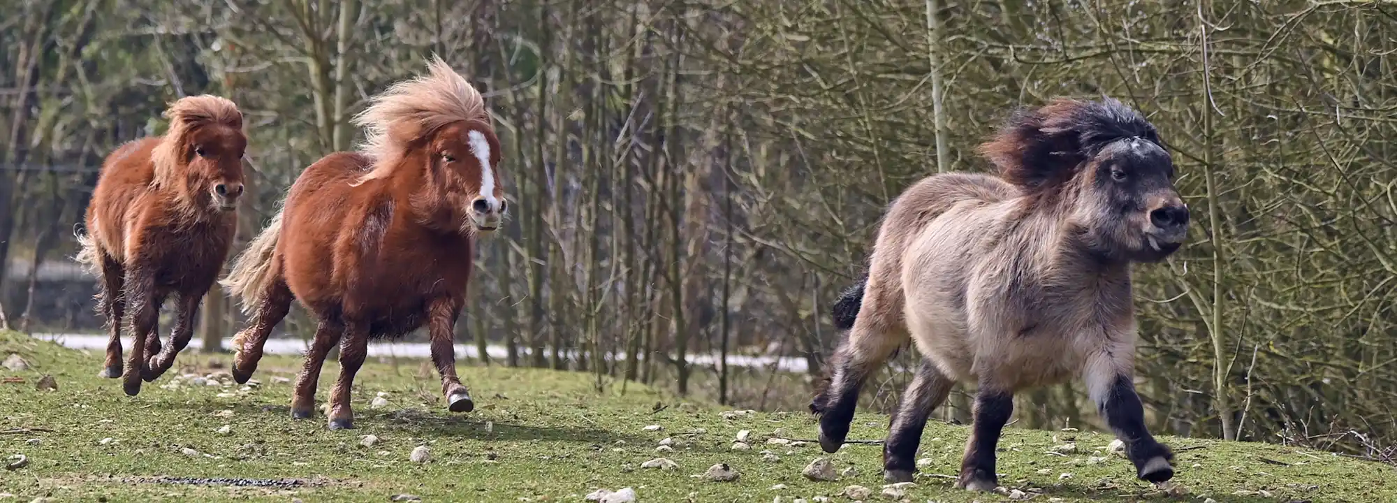Poney mini Shetland
