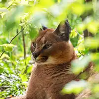 Puma observant son environnement dans la végétation