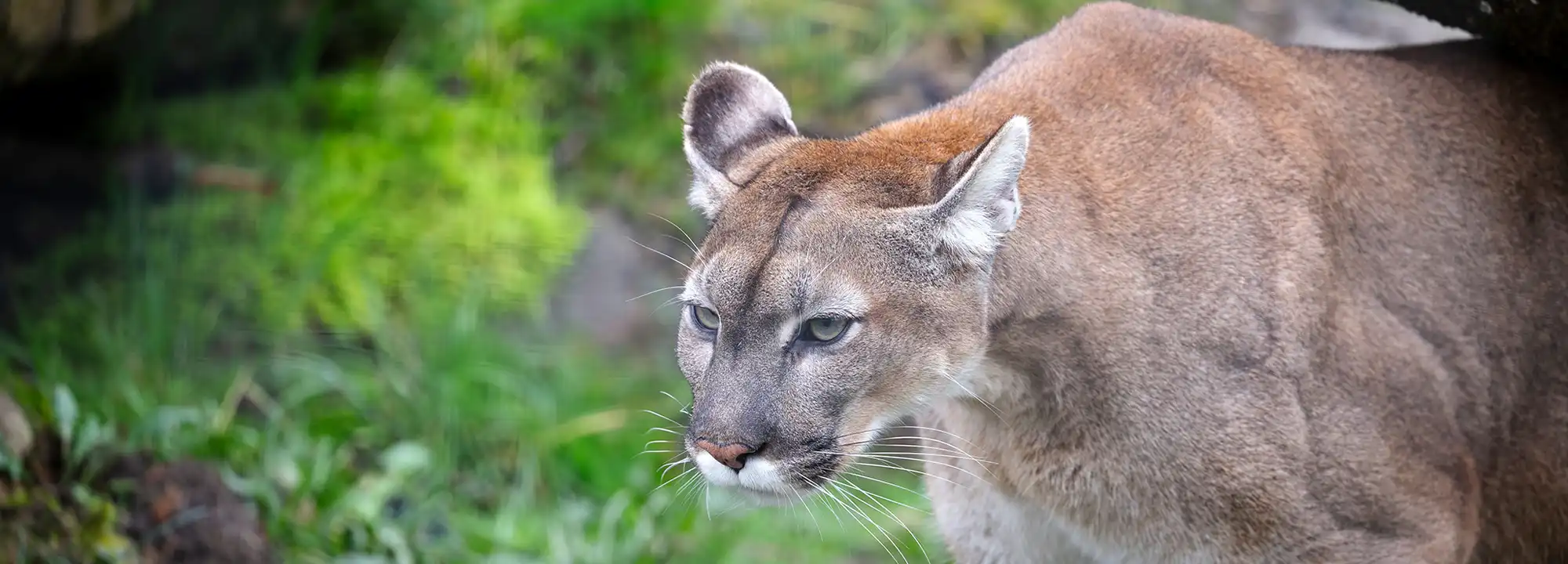 Puma