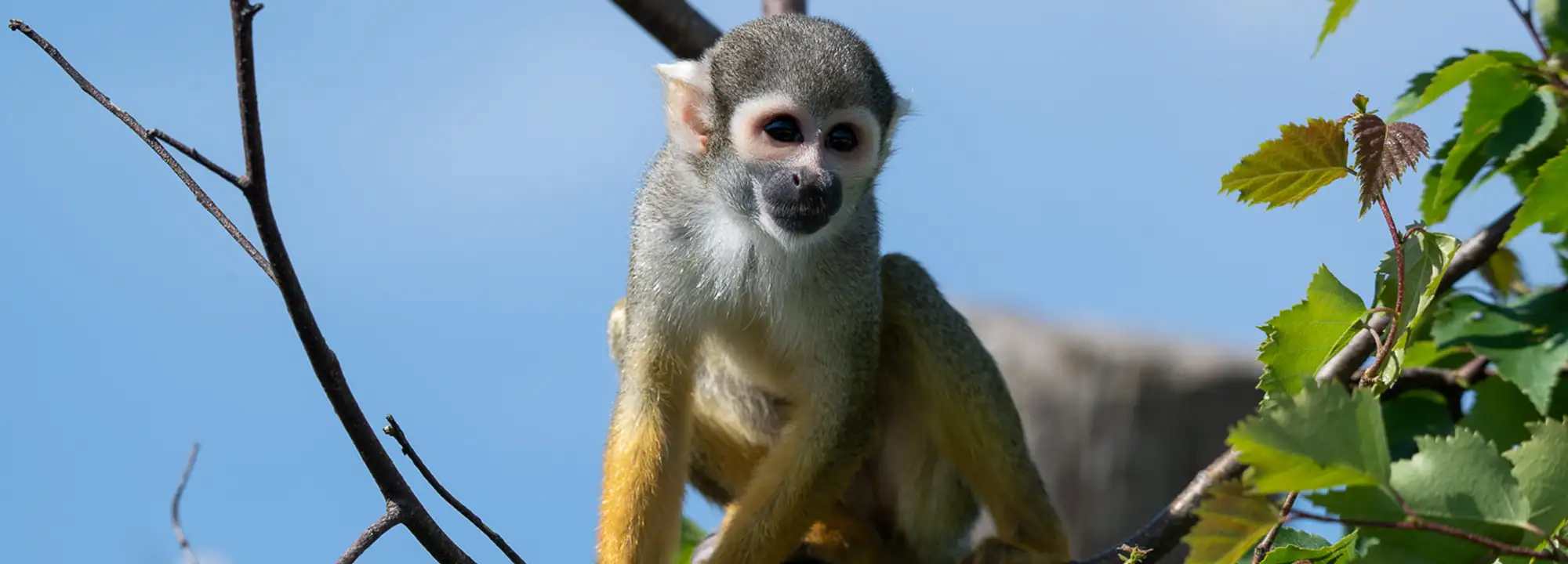 Peruvian Squirrel Monkey