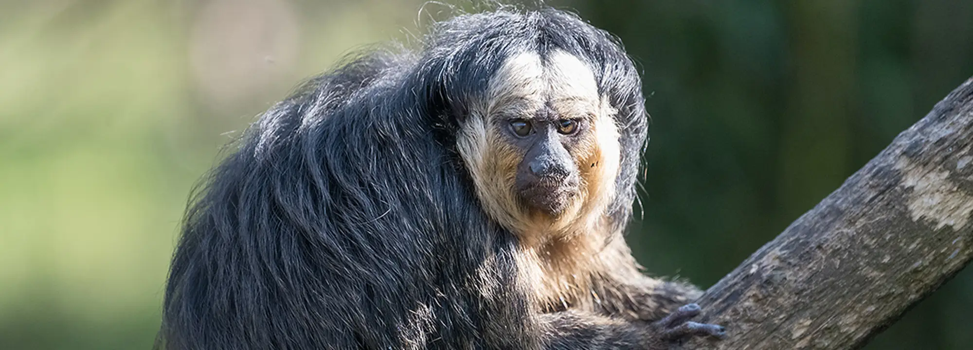 White-faced Saki