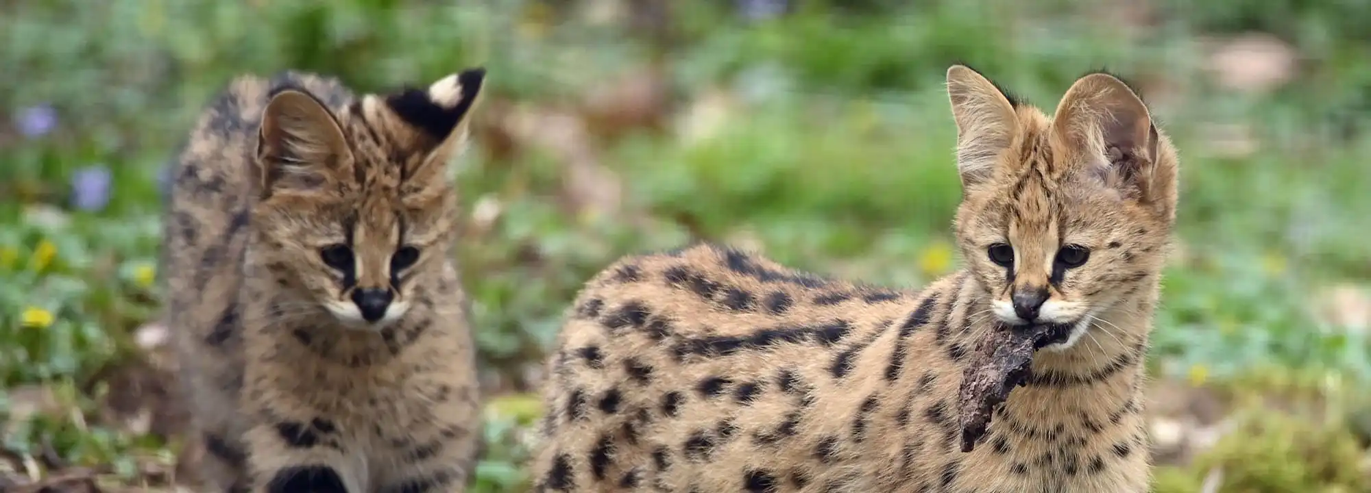 Serval