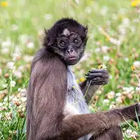Singe assis dans l’herbe, observant son environnement.