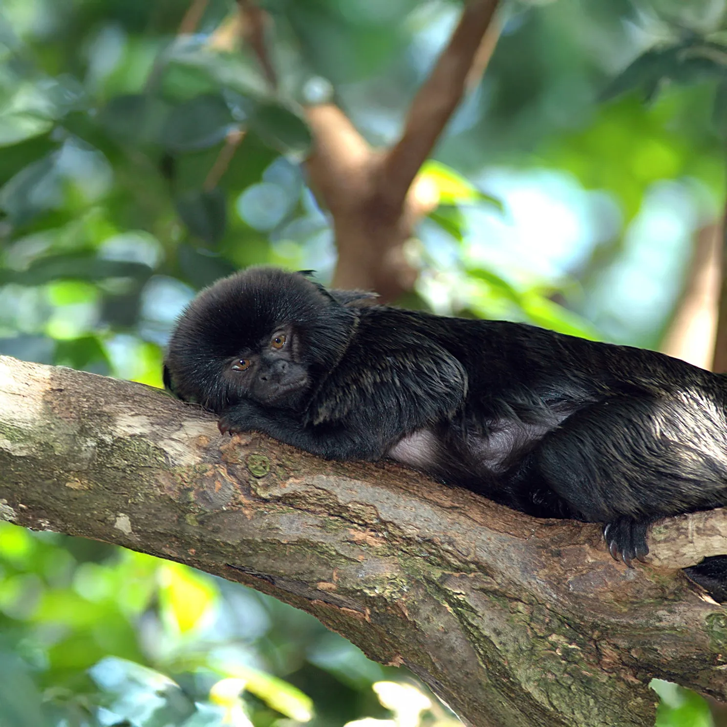 Tamarin de Goeldi