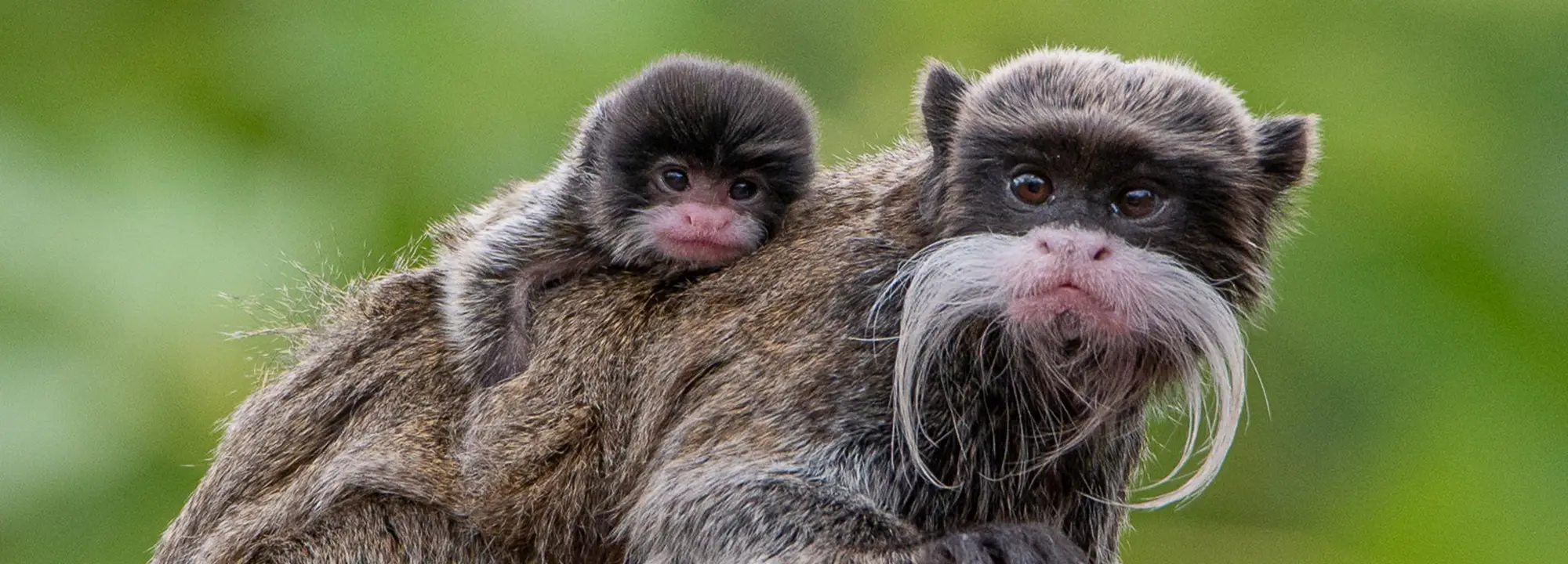 Tamarin empereur