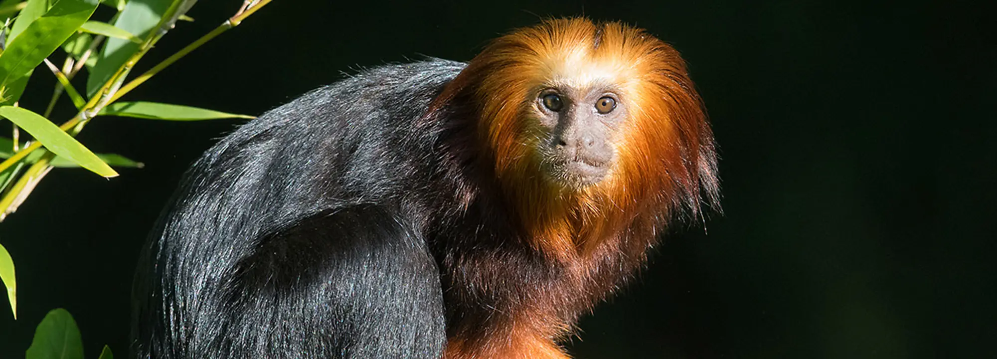 Tamarin lion à tête dorée