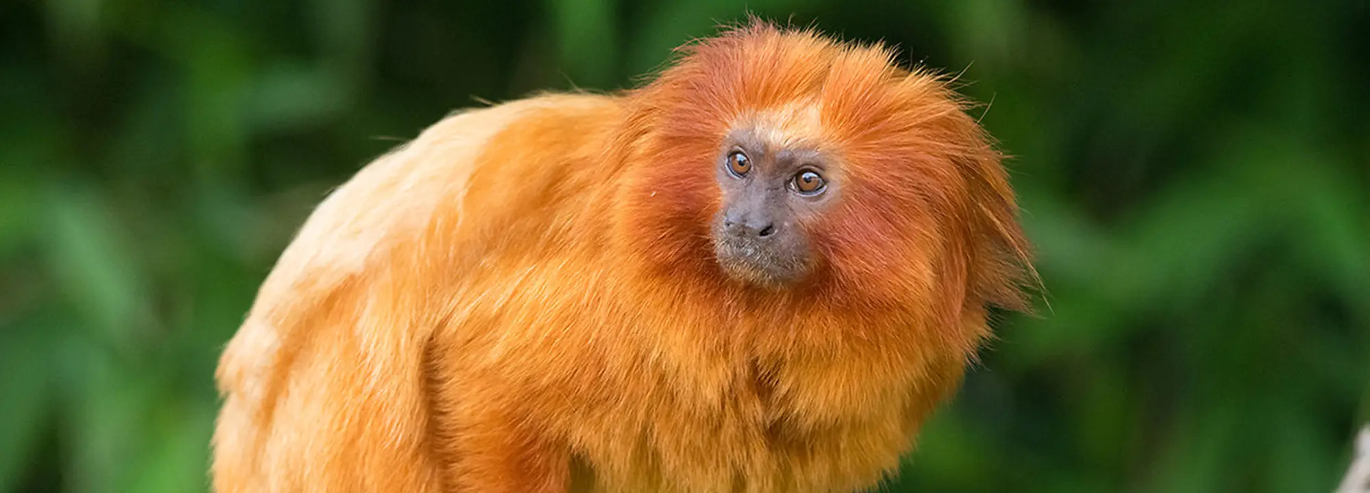 Golden lion tamarin